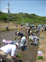 慣れない手つきで真剣に田植え