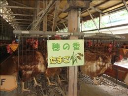 ひたち野 穂の香卵の鶏舎