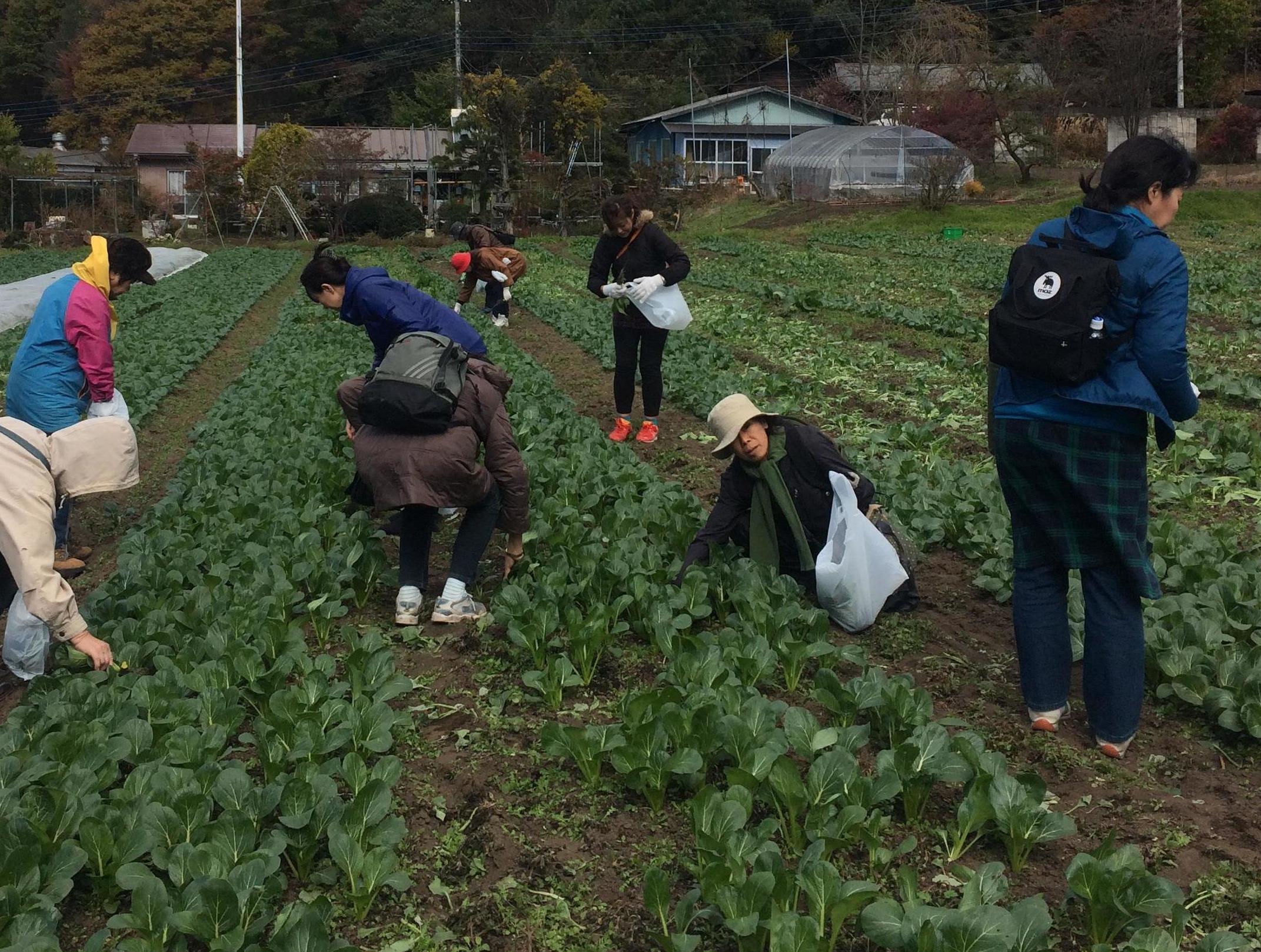 農薬･化学肥料不使用の畑で野菜の収穫体験