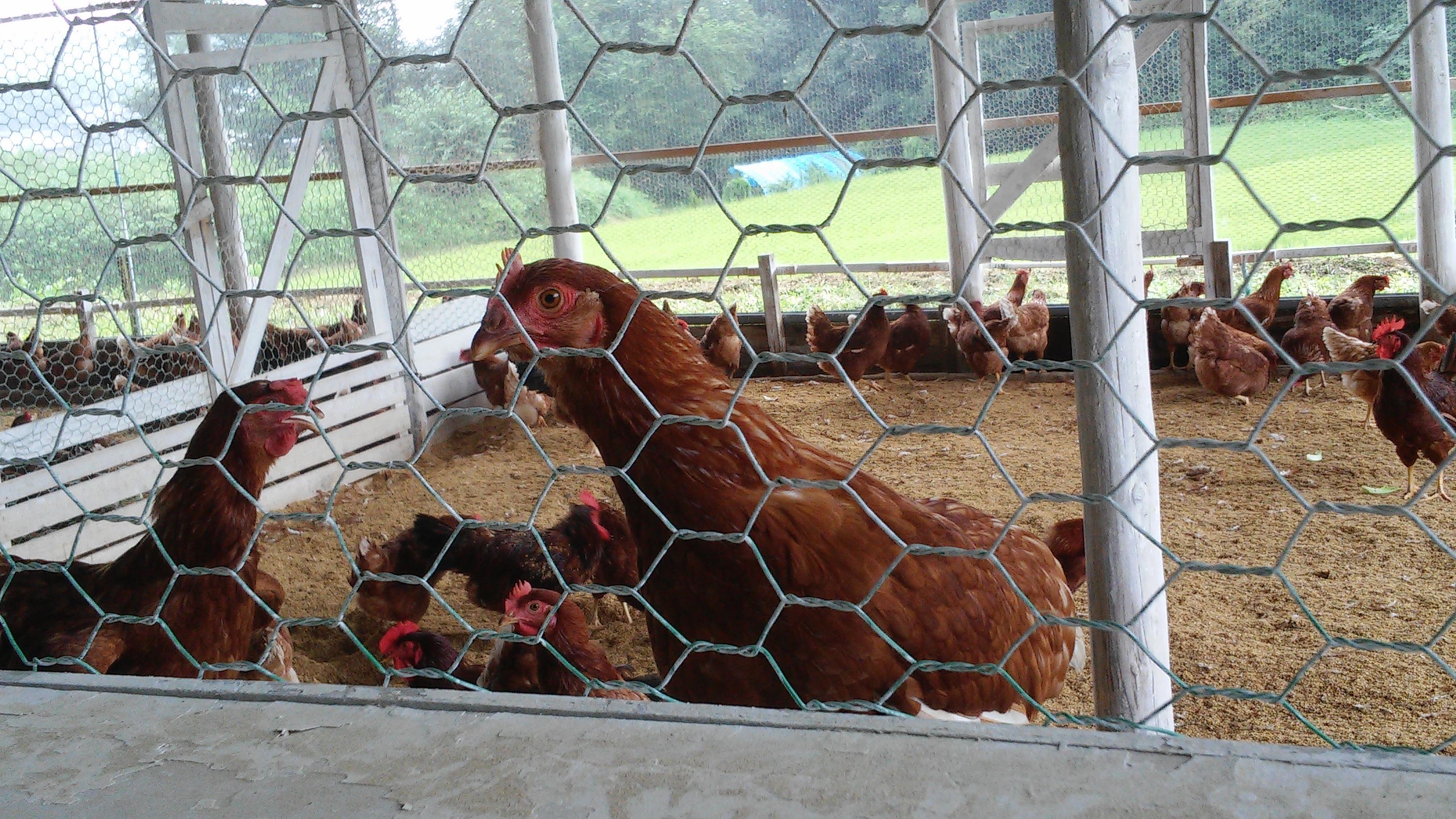 自然光も差し込む平飼いの鶏舎