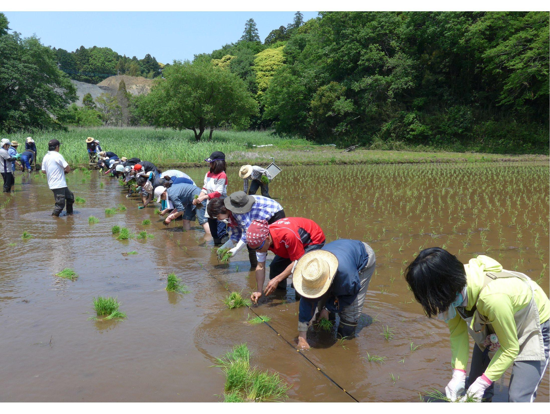 5月の田植え風景