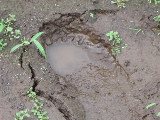 水が引かない農地