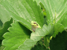 クリックで拡大します