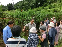 露地トマト畑の見学