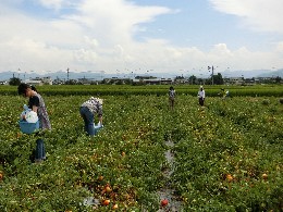 広々とした加工用トマトの畑<