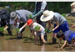 参加者総出で田植え