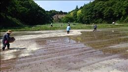 田植え後にぬかを散布して雑草を抑制