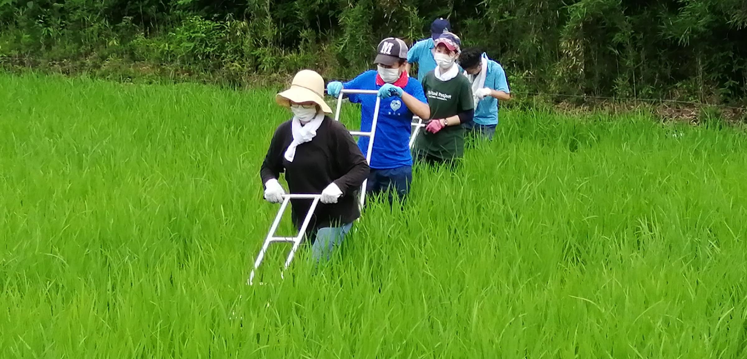 器具を使っての除草作業