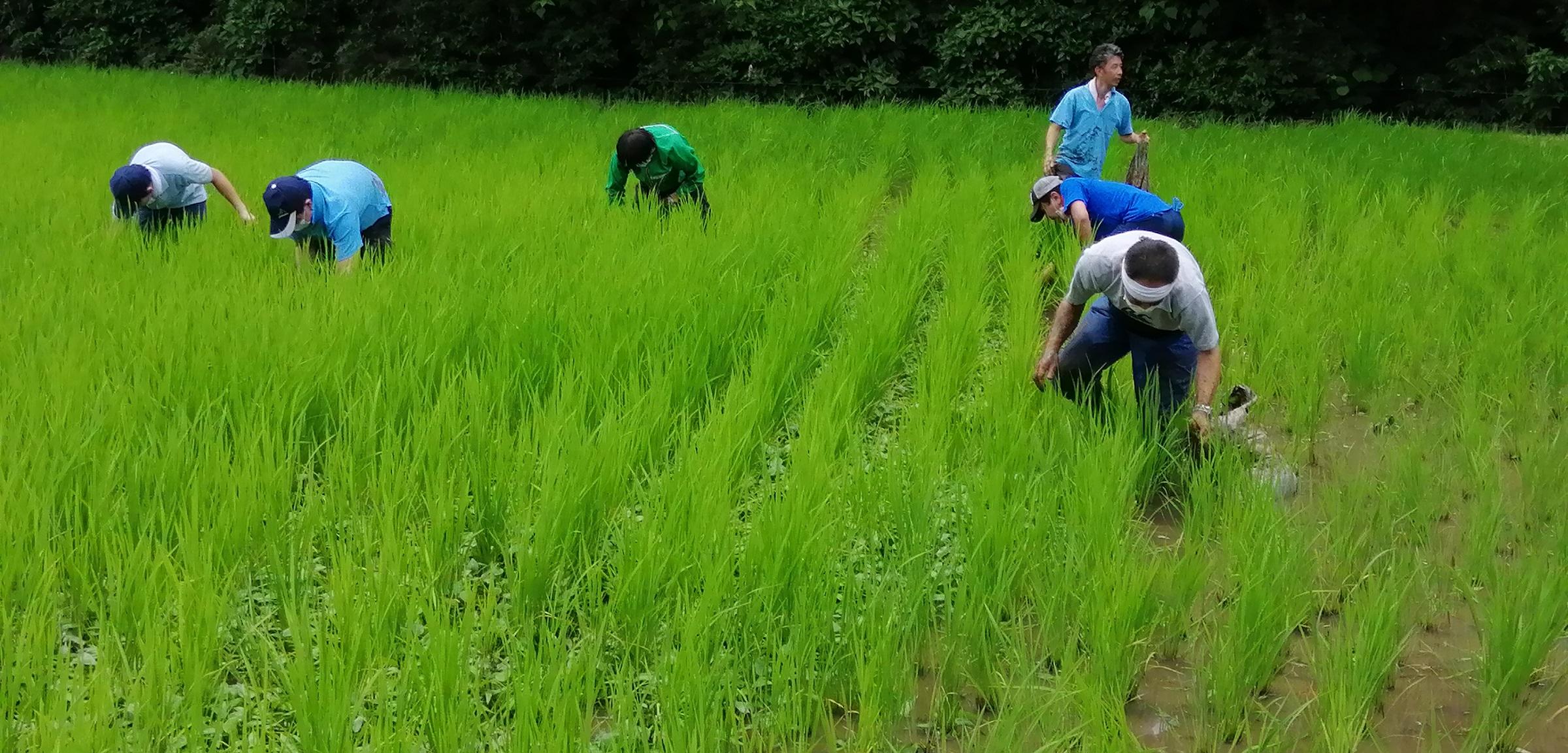 田んぼにも慣れてきて中腰で草取り