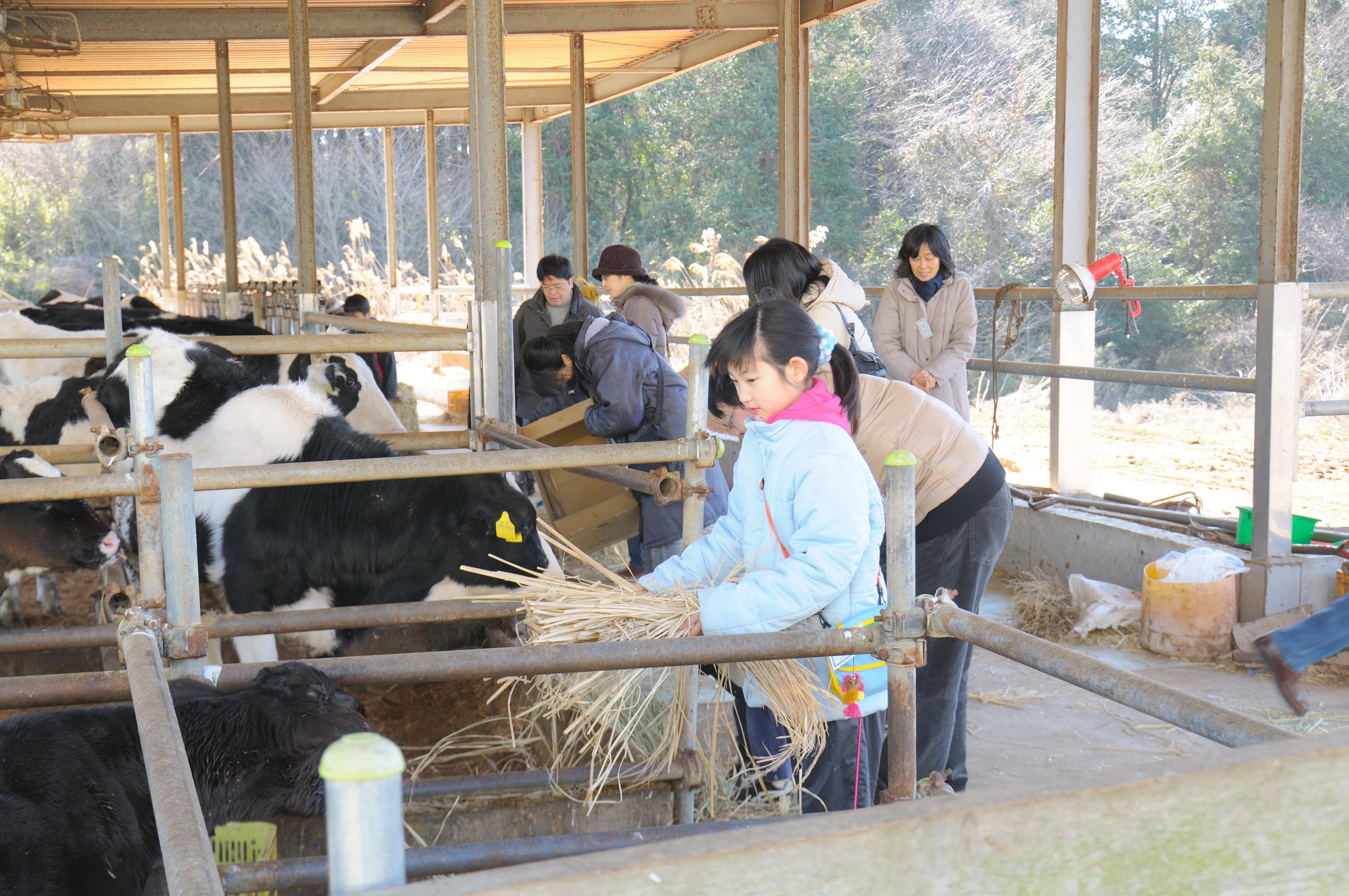 飼料米を牛にあげます