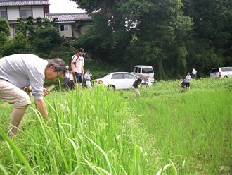 田んぼの周りの植物も採取します