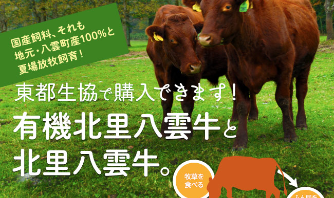 国産飼料、それも地元・八雲町産１００％と夏場放牧飼育！東都生協で購入きます！有機北里八雲牛と北里八雲牛。