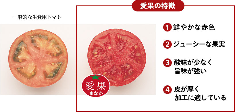 希少な国内産の加工用トマトを次世代につなぐトマト倶楽部 | こだわり