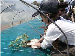 大きく育つよう思いを込めて苗植え