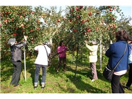 りんごの収穫体験