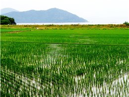 田んぼから琵琶湖を望む