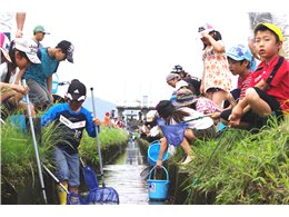 用水路の魚観察会