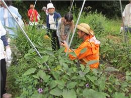 雑草に覆われてもすくすく育つ水なす