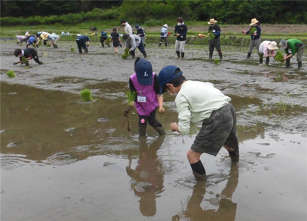 3グループに分かれて田植え