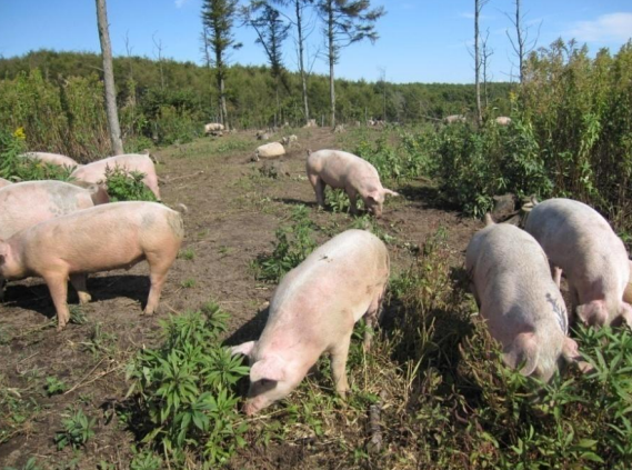 飼育日数は、一般的な養豚より1カ月以上長い約210～220日間