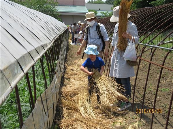 ハウスの間にわらを敷きます。生長したすいかは、つるを<br>ハウスの外まで伸ばします