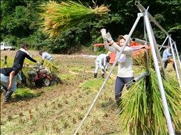 二人一組で、はざがけ作業