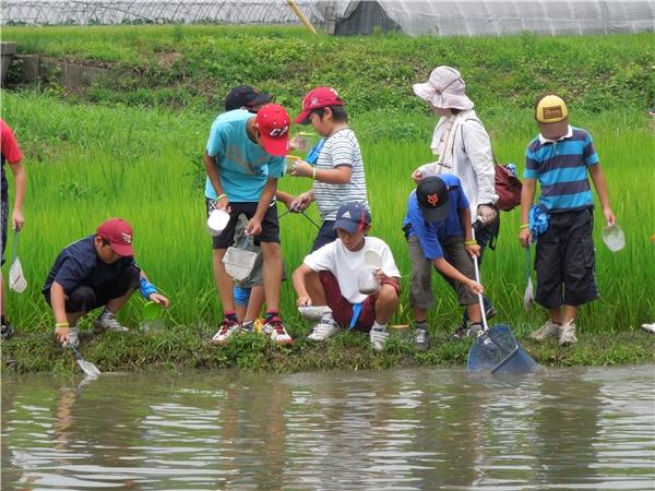 田んぼの生き物調査