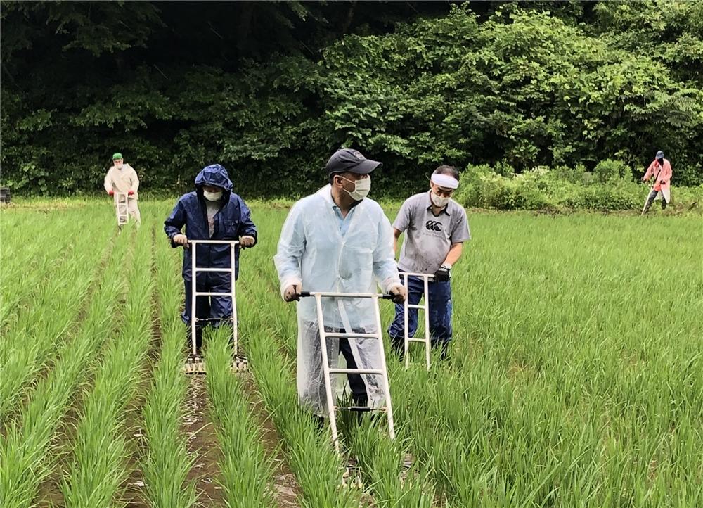 整列して全ての株間を除草