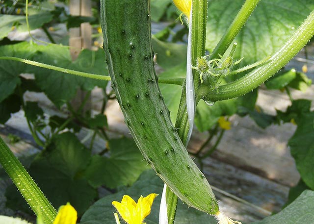 ブルームきゅうり