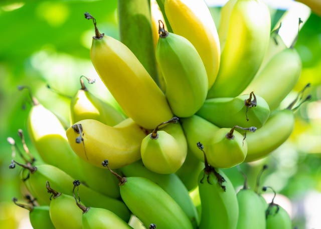 サンタマルタバナナ