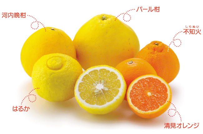 柑橘 ばん かん