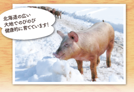 北海道の広い
大地でのびのび
健康的に育てています!