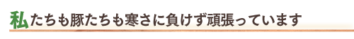 私たちも豚たちも寒さに負けず頑張っています
