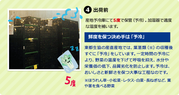 4 出荷前 産地予冷庫にて５度で保管（予冷）。加湿器で適度な湿度を補います。 《鮮度を保つ決め手は「予冷」》 　東都生協の産直産地では、葉茎類※の収穫後すぐに「予冷」をしています。一定時間の予冷により、野菜の温度を下げて呼吸を抑え、水分や栄養価の低下、品質劣化を防止します。予冷は、おいしさと新鮮さを保つ大事な工程なのです。 ※ほうれん草・小松菜・レタス・白菜・長ねぎなど、葉や茎を食べる野菜