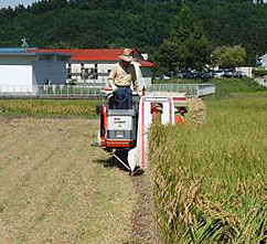 稲刈り