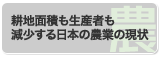 耕地面積も生産者も減少する日本の農業の現状