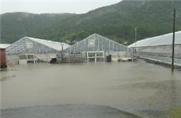 冠水したビニールハウス（茨城県・JAやさと）