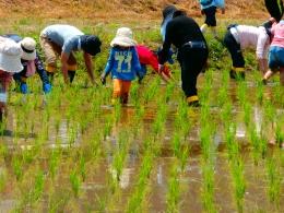 夏場の草取り