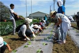 野菜の苗植え