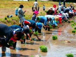 5月の田植えの様子