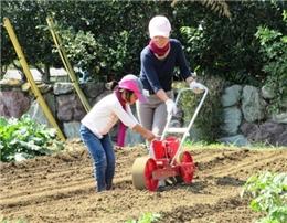 手押し耕運機で畝作り