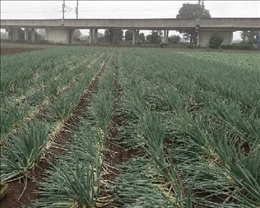 雨と強風で倒害にあった長ねぎ（埼玉県・(農)埼玉産直センター）