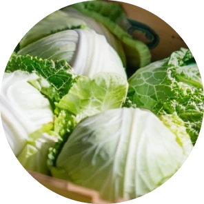 キャベツ