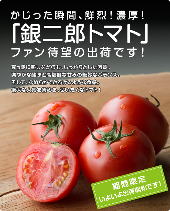 かじった瞬間、鮮烈！濃厚！「銀二郎トマト」ファン待望の出荷です！